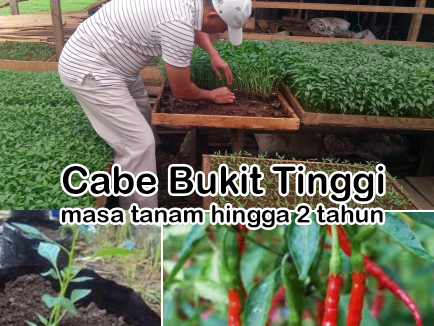 Wakaf Produktif : Panen Cabe Mingguan untuk Operasional Pesantren 2 tahun